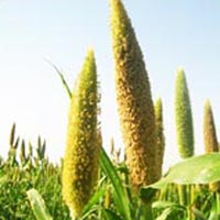 Millet Seeds